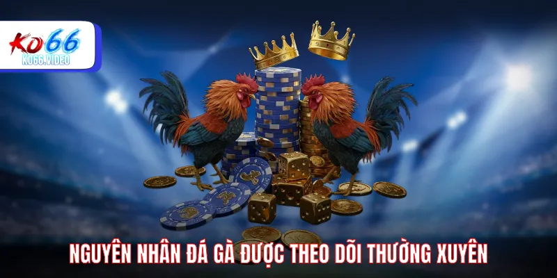 Nguyên nhân đá gà được theo dõi thường xuyên