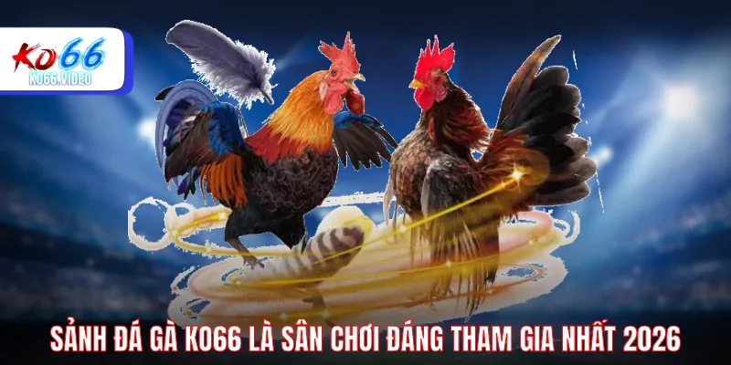 Sảnh đá gà KO66 là sân chơi đáng tham gia nhất 2026